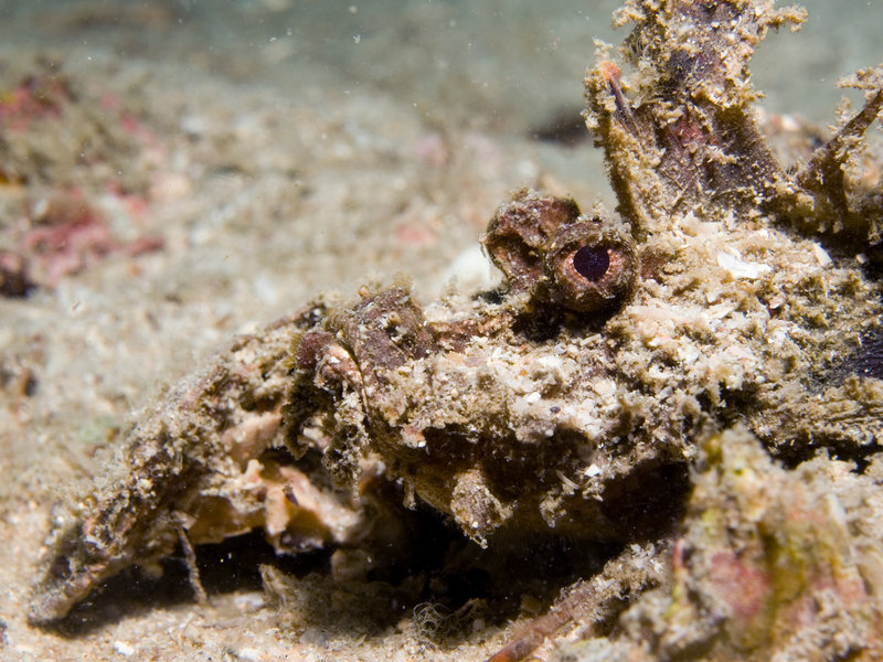 Scorpion Fish
